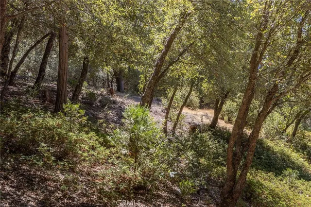 a view of a yard with a tree