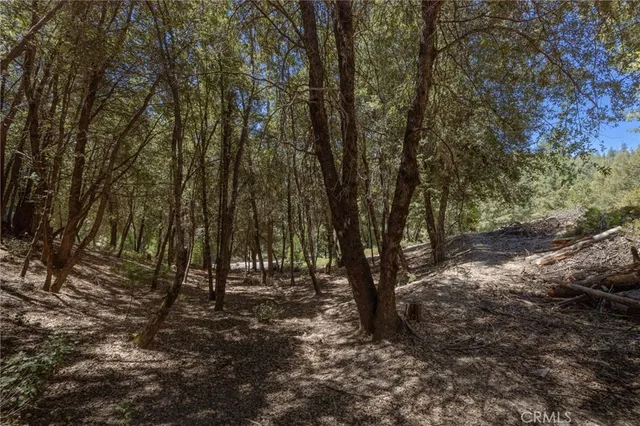 a view of a tree in a yard