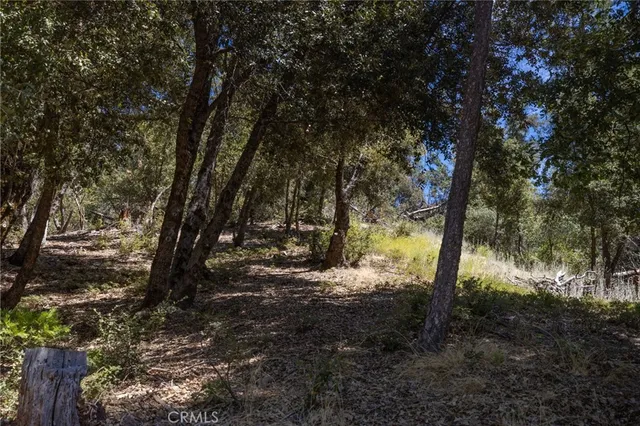 a view of a yard with large trees
