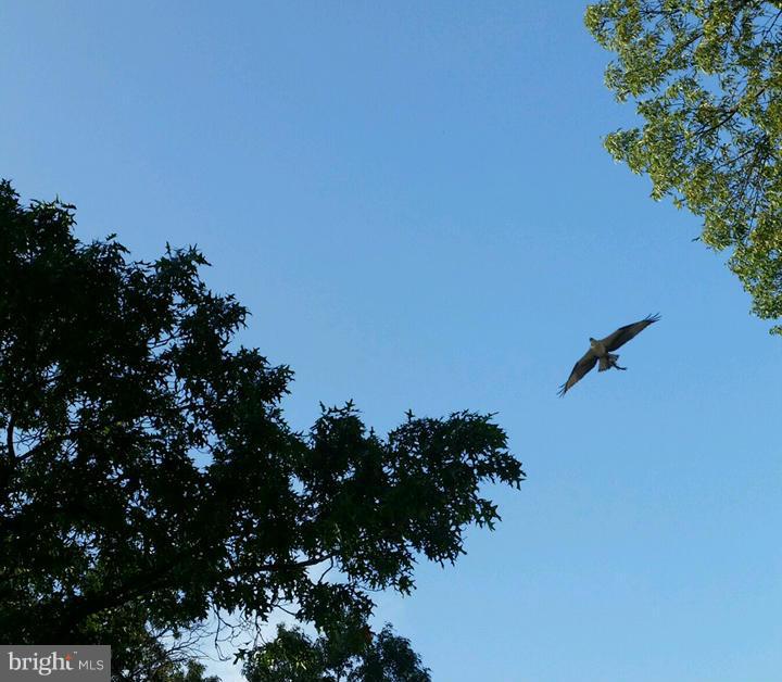 7988 West Riverside Drive Pasadena, MD 21122 - Photo 11 of 30 Beautiful Nature Views All Around