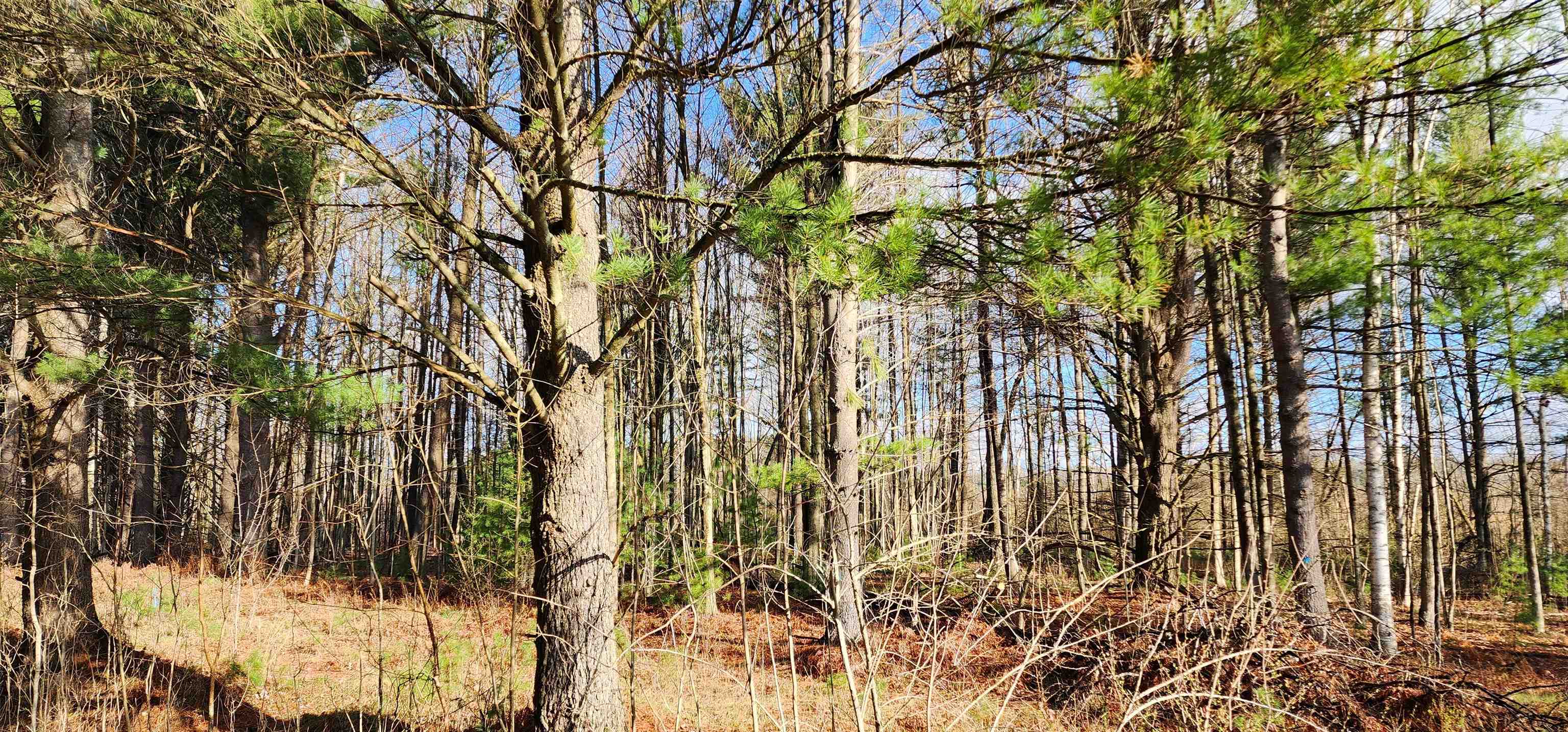0 West Conners Road Twining, MI 48766 - Photo 1 of 8