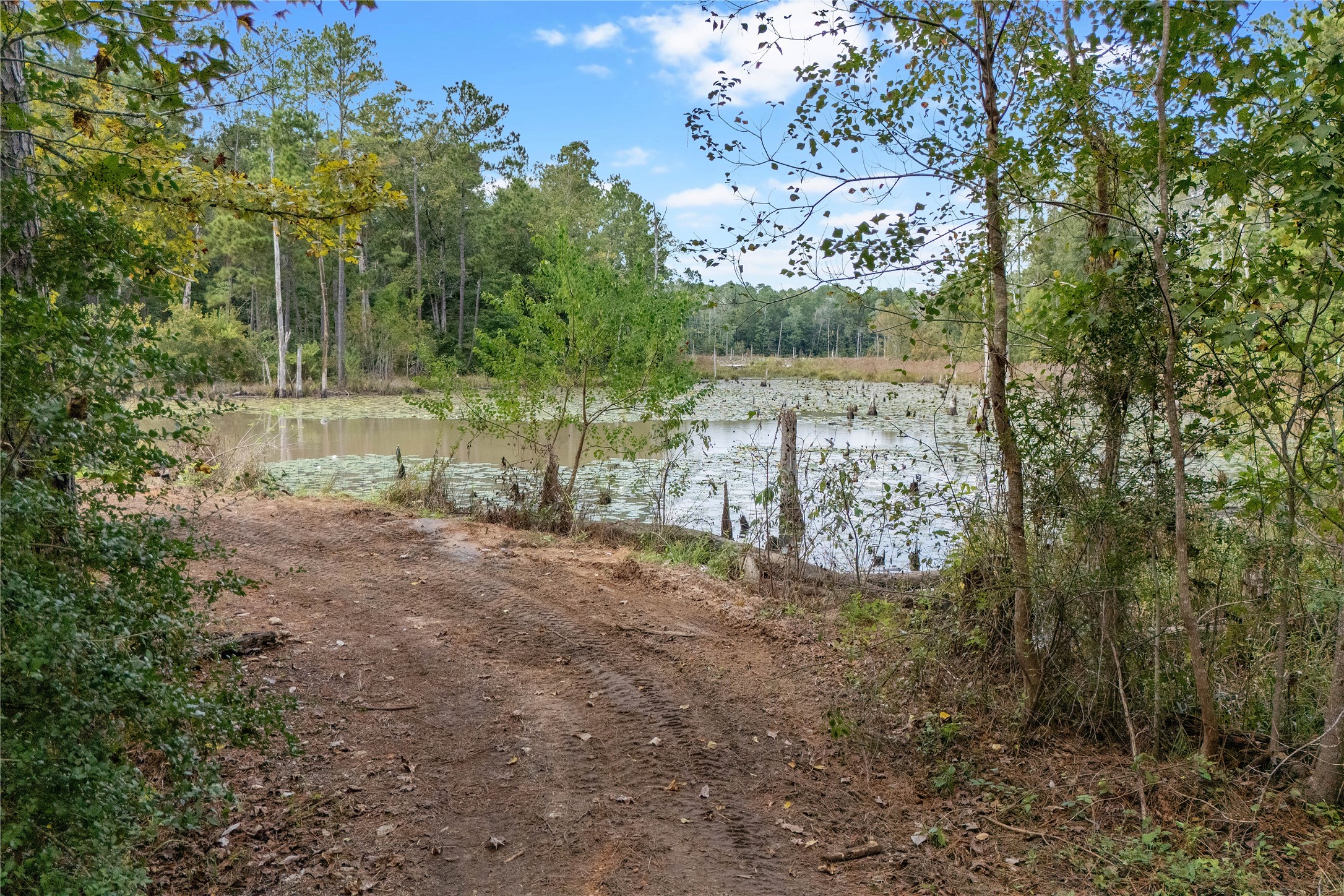 Tbd Sandy Creek Road Willis, TX 77378 - Photo 6 of 8 Photo of the damned shared creek, Boggy Creek