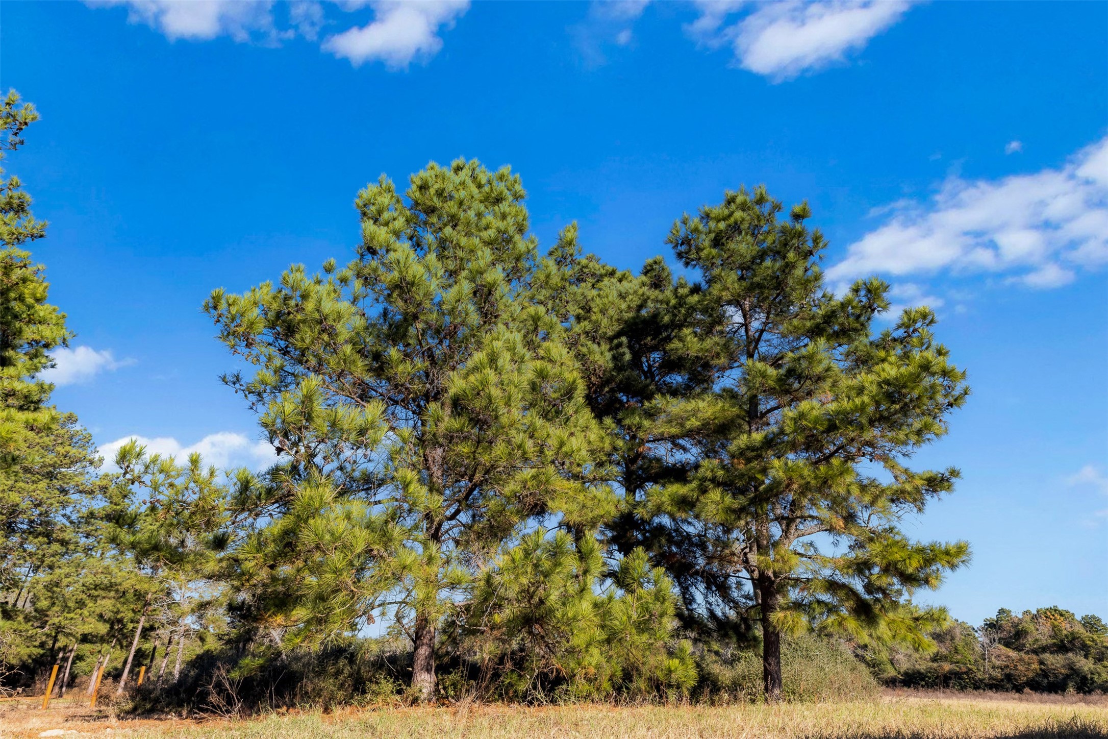 1315 Centerville Tx 75833 Centerville, TX 75833 - Photo 19 of 40 a view of a tree with a plant in front of it