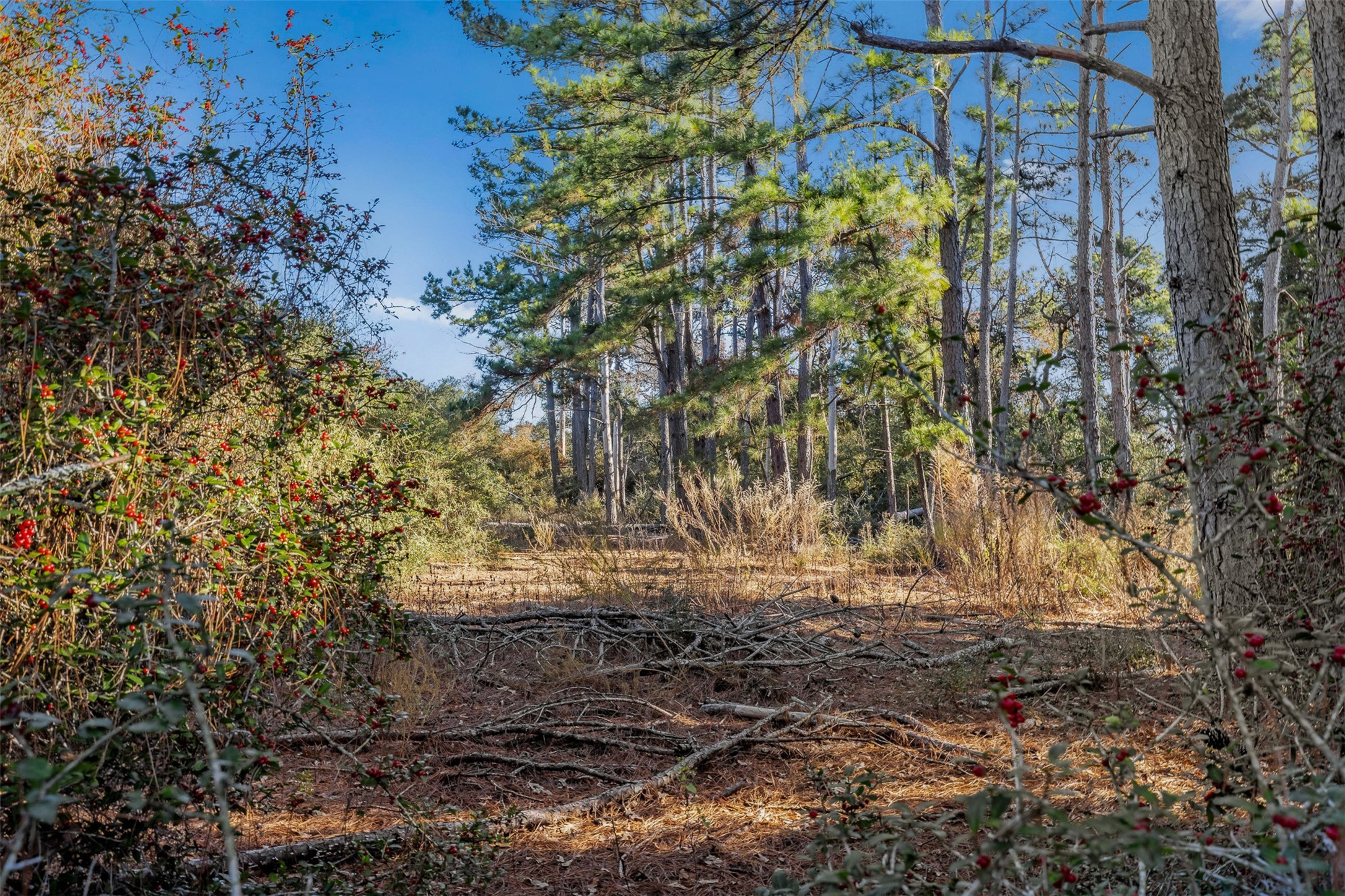 1315 Centerville Tx 75833 Centerville, TX 75833 - Photo 20 of 40 a view of a yard with plants