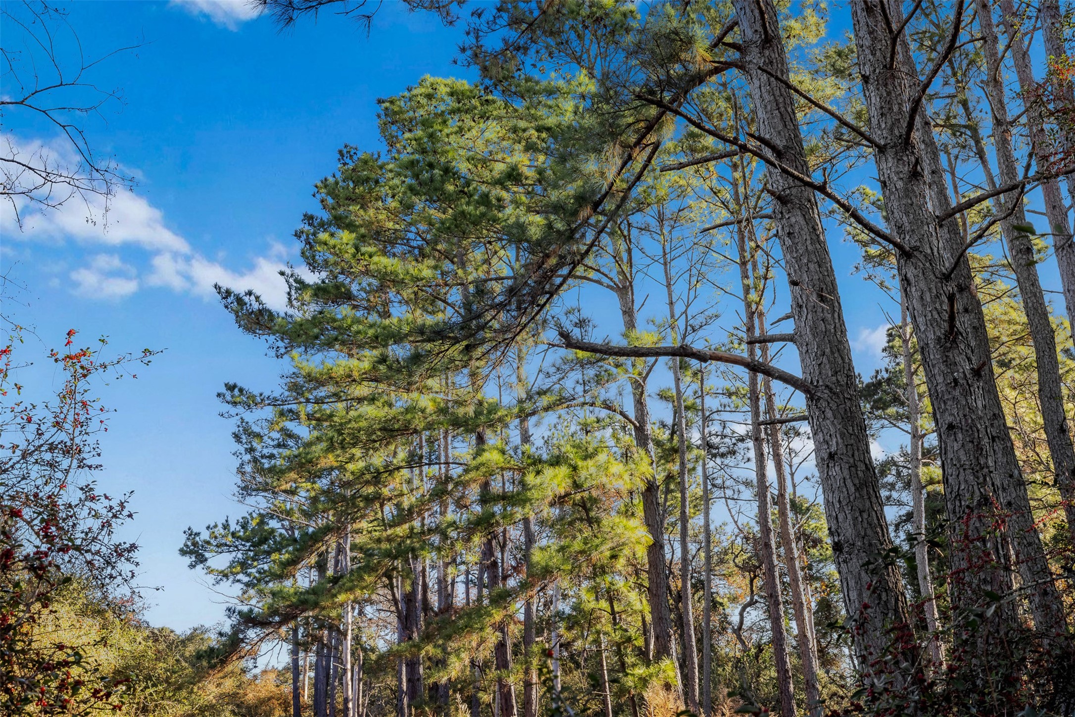 1315 Centerville Tx 75833 Centerville, TX 75833 - Photo 22 of 40 a backyard of a house with lots of green space