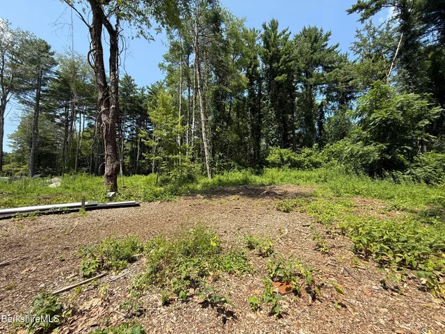 a view of a tree in a yard