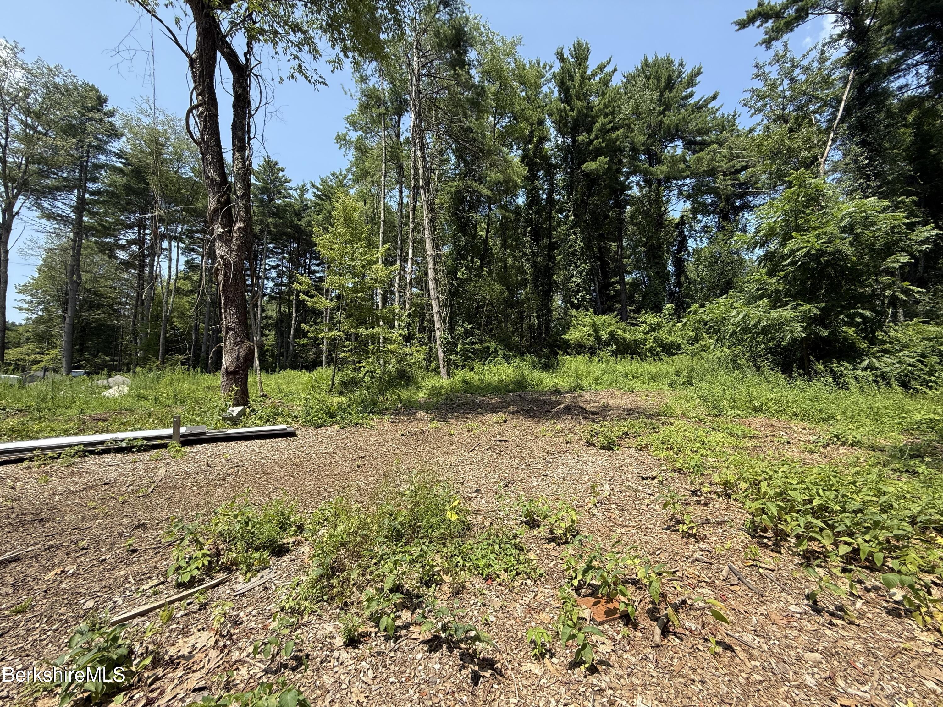 a view of a tree in a yard