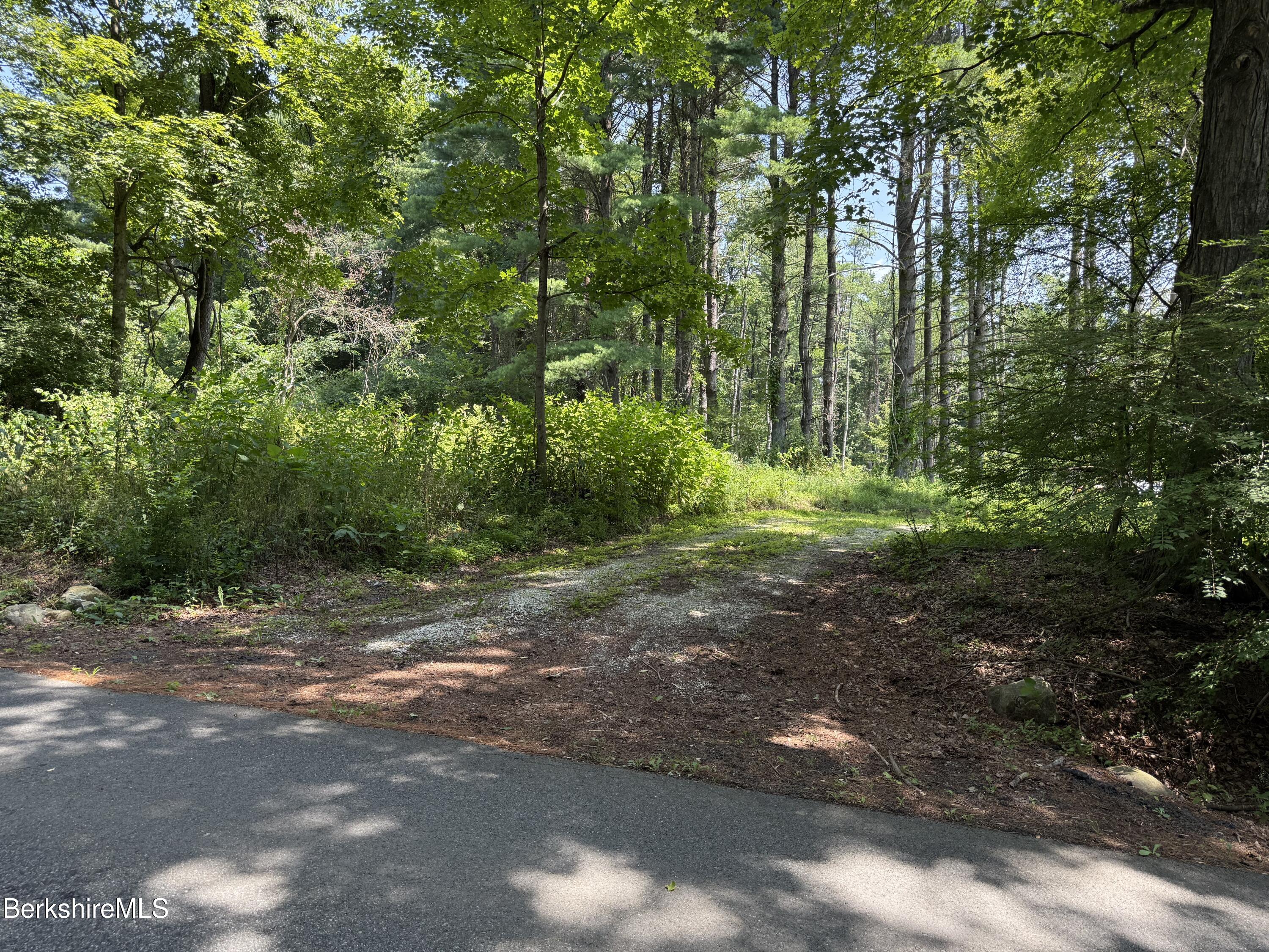 14 McGee Road Egremont, MA 01230 - Photo 2 of 6 a view of a yard with plants and large trees