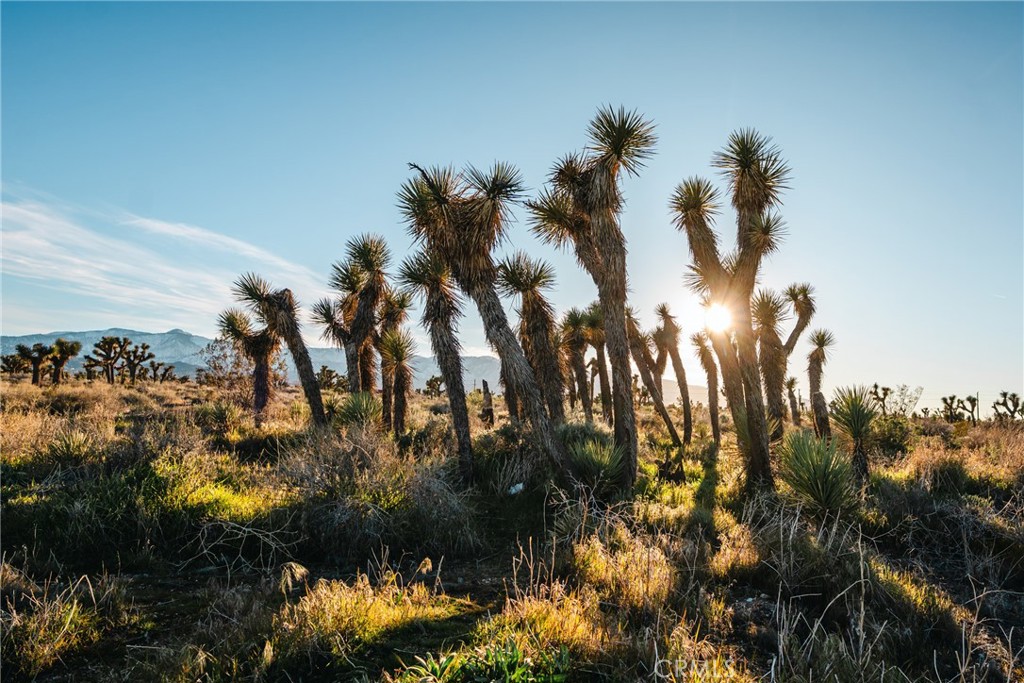 1 Rancho Road Phelan, CA 92371 - Photo 17 of 31 a view of a bunch of trees and houses