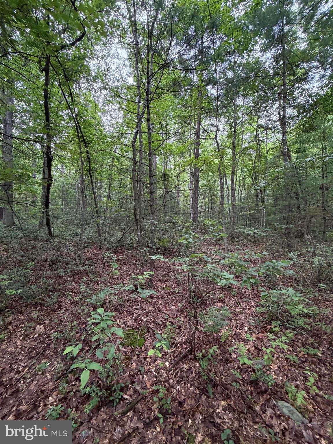 Lot 8-2ac Lot 8-2ac Grizzly Road Mathias, WV 26812 - Photo 15 of 18