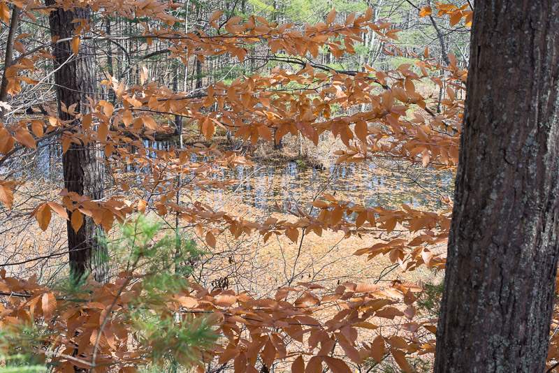 39 Glen Hill Road Dover, NH 03820 - Photo 6 of 28