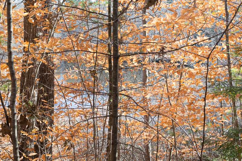 39 Glen Hill Road Dover, NH 03820 - Photo 7 of 28