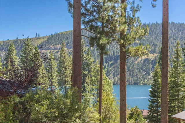 a view of a forest with mountain