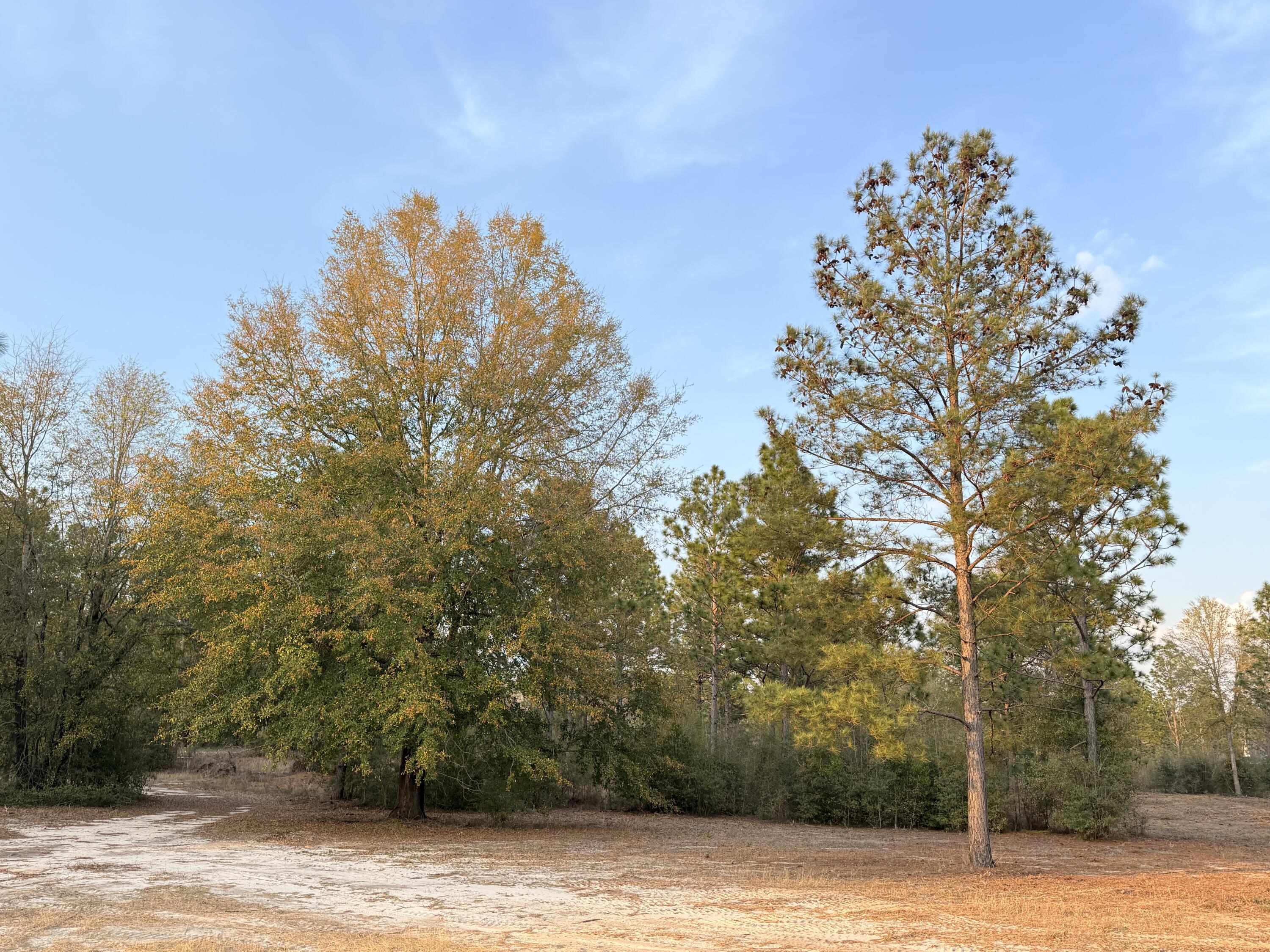 734 State Park Road Windsor, SC 29856 - Photo 8 of 12