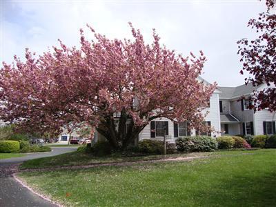 101 Depot Road, Unit 18 Chatham, MA 02633 - Photo 16 of 16 a front view of a house with a garden