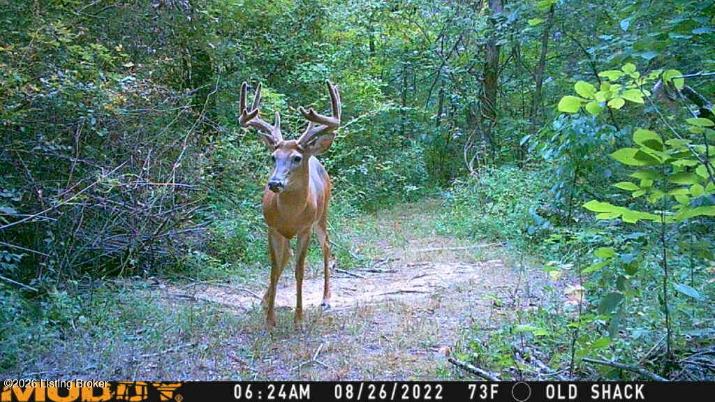 7014 Organ Creek Road Pendleton, KY 40055 - Photo 44 of 49 Wildlife