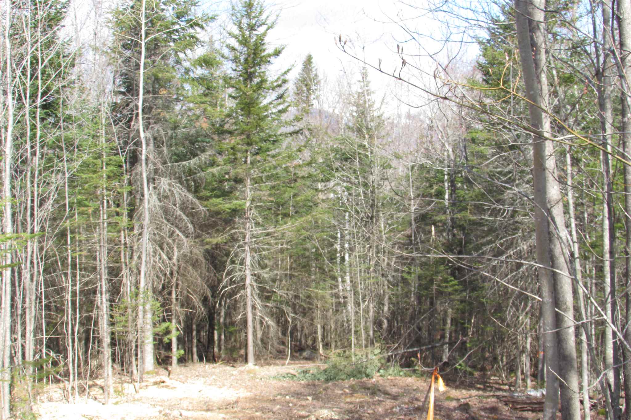 V14 Mountain View Road Jackson, NH 03846 - Photo 5 of 6