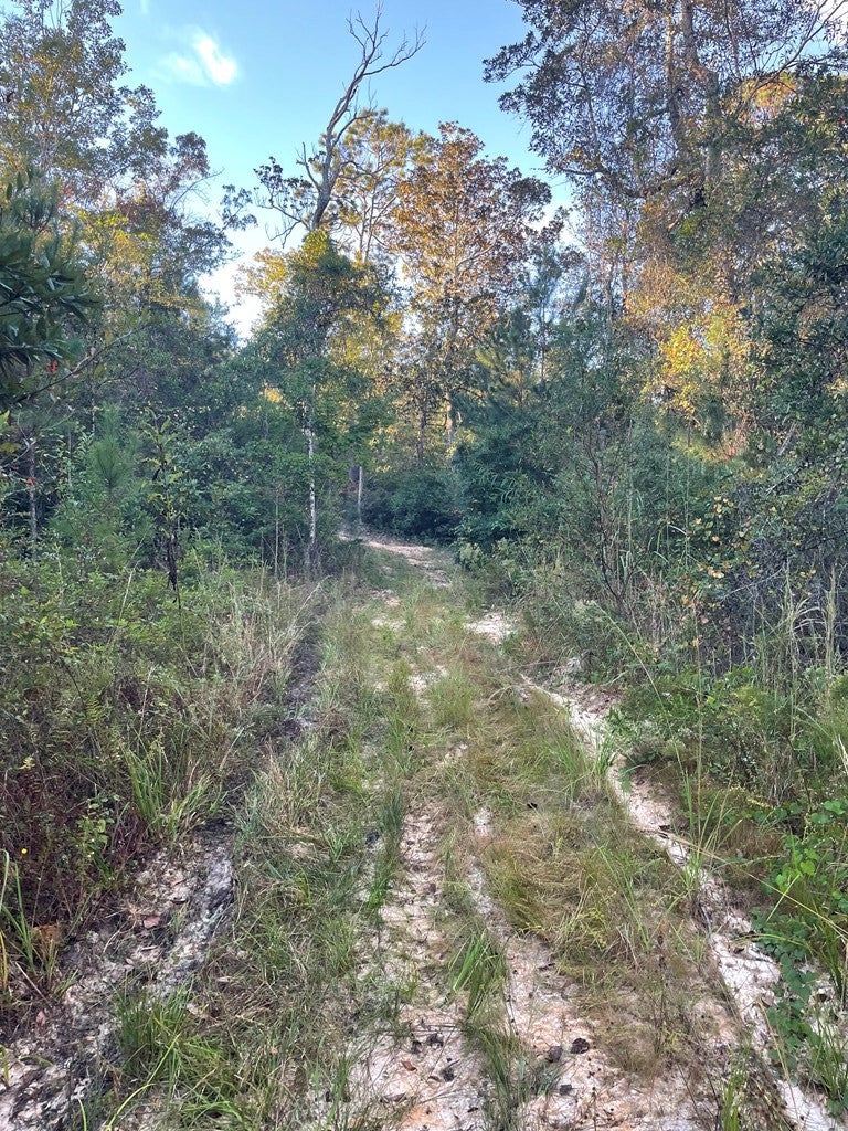 0 Hammock Road Carriere, MS 39426 - Photo 4 of 14 Gallery Image 4