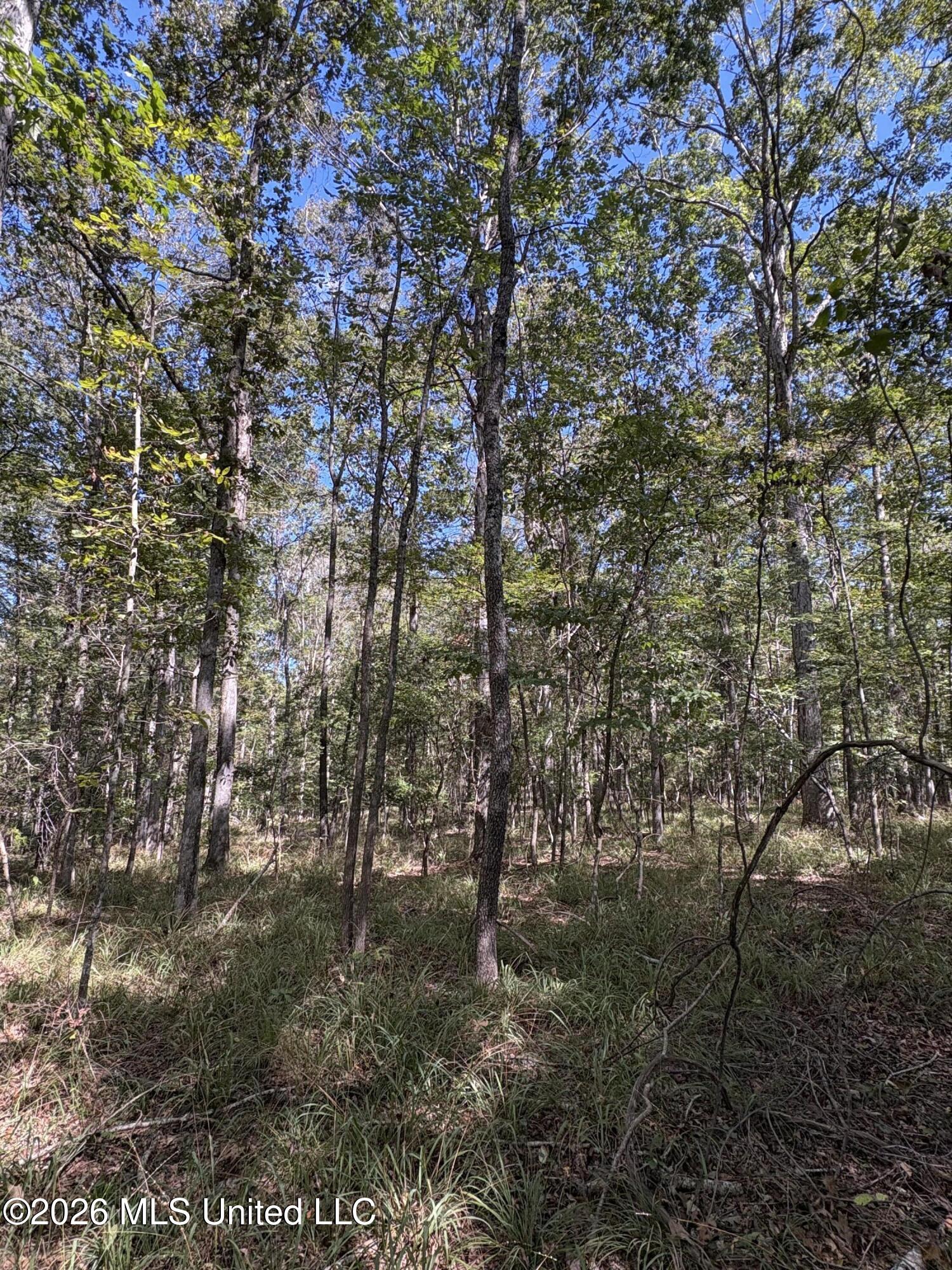 229 Barnes Road Florence, MS 39073 - Photo 11 of 27 IMG_0594