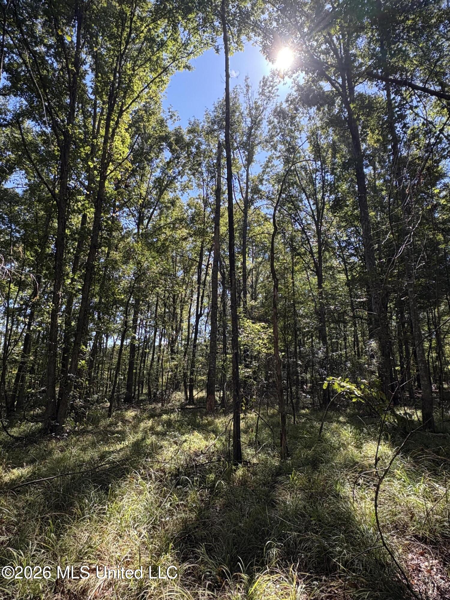 229 Barnes Road Florence, MS 39073 - Photo 16 of 27 IMG_0588