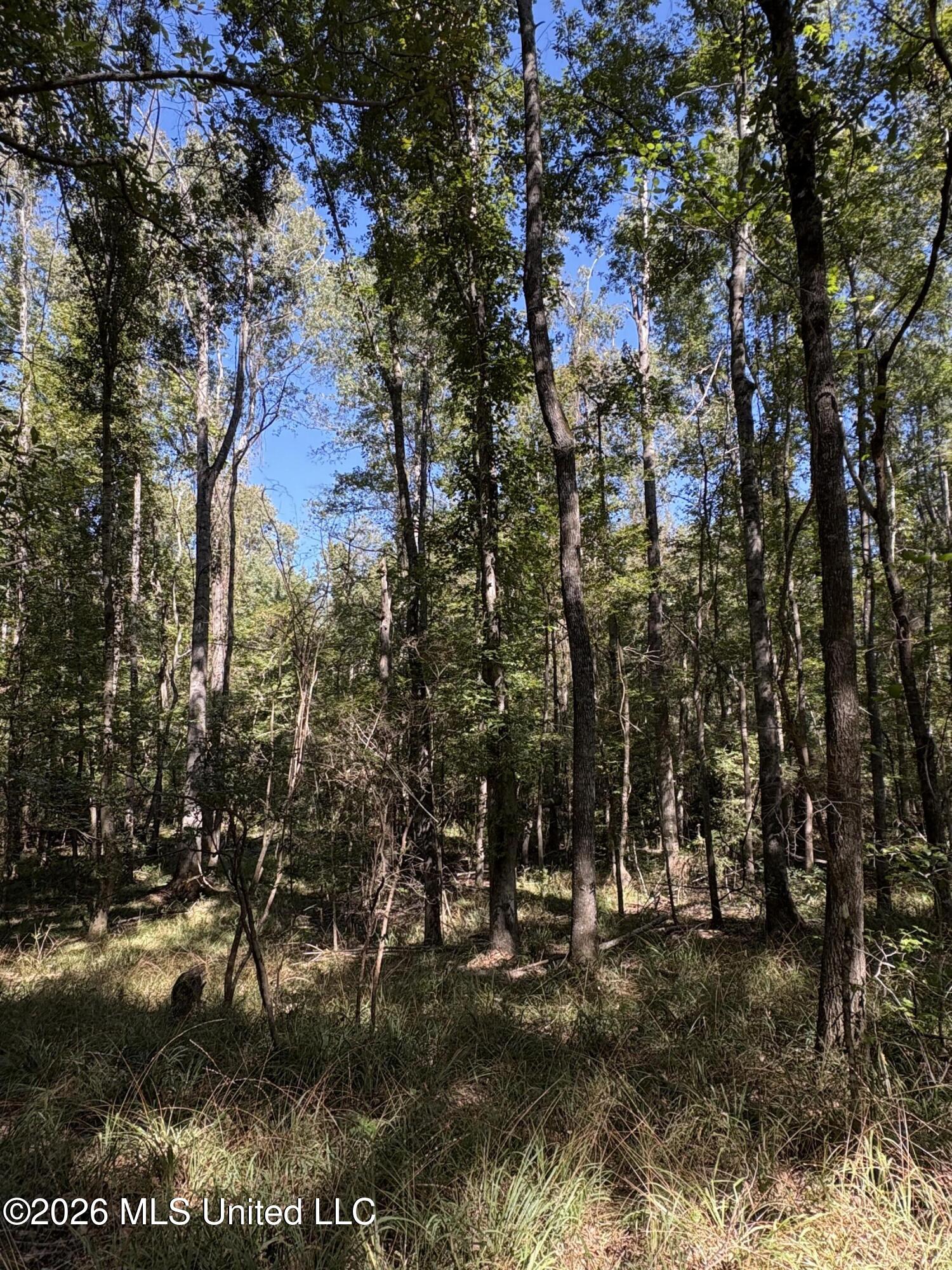 229 Barnes Road Florence, MS 39073 - Photo 17 of 27 IMG_0587