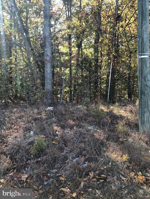 667 State Road King George, VA 22485 - Photo 3 of 16 Deep wooded property