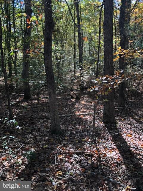 667 State Road King George, VA 22485 - Photo 6 of 16