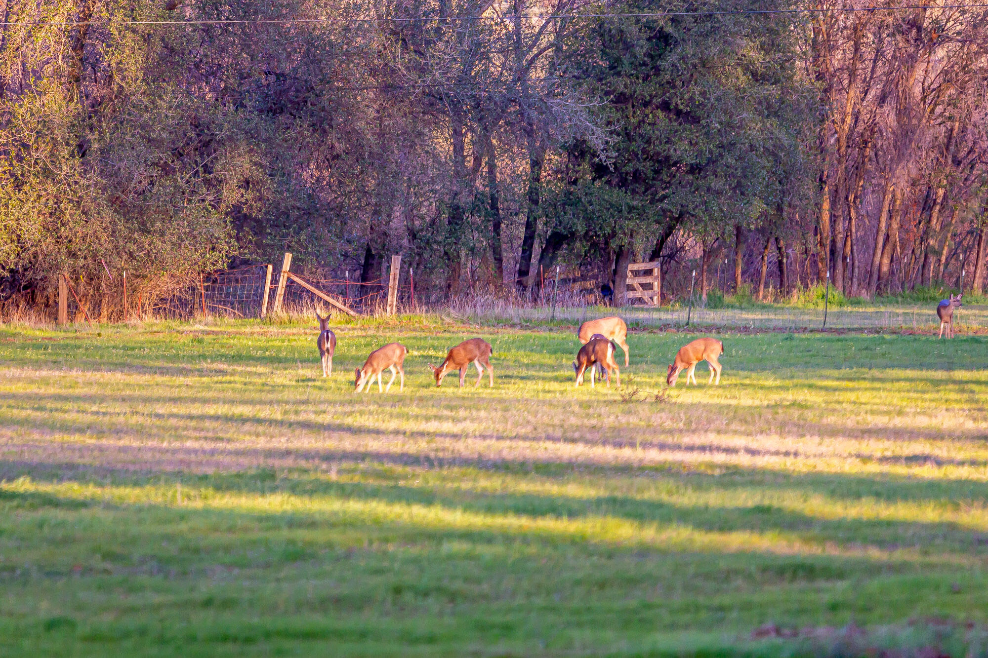 23848 Springwood Way Millville, CA 96062 - Photo 16 of 99 Deer in field