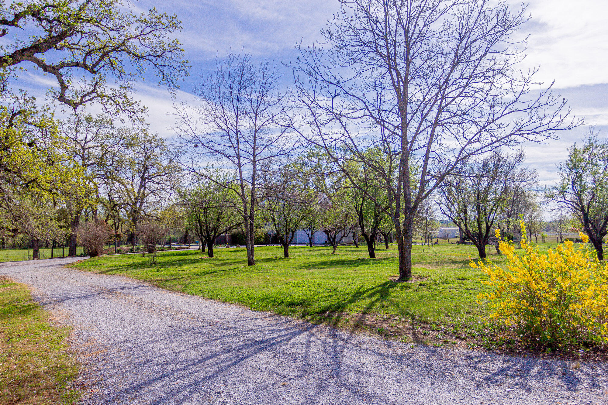 23848 Springwood Way Millville, CA 96062 - Photo 63 of 99 a view of a park with large trees
