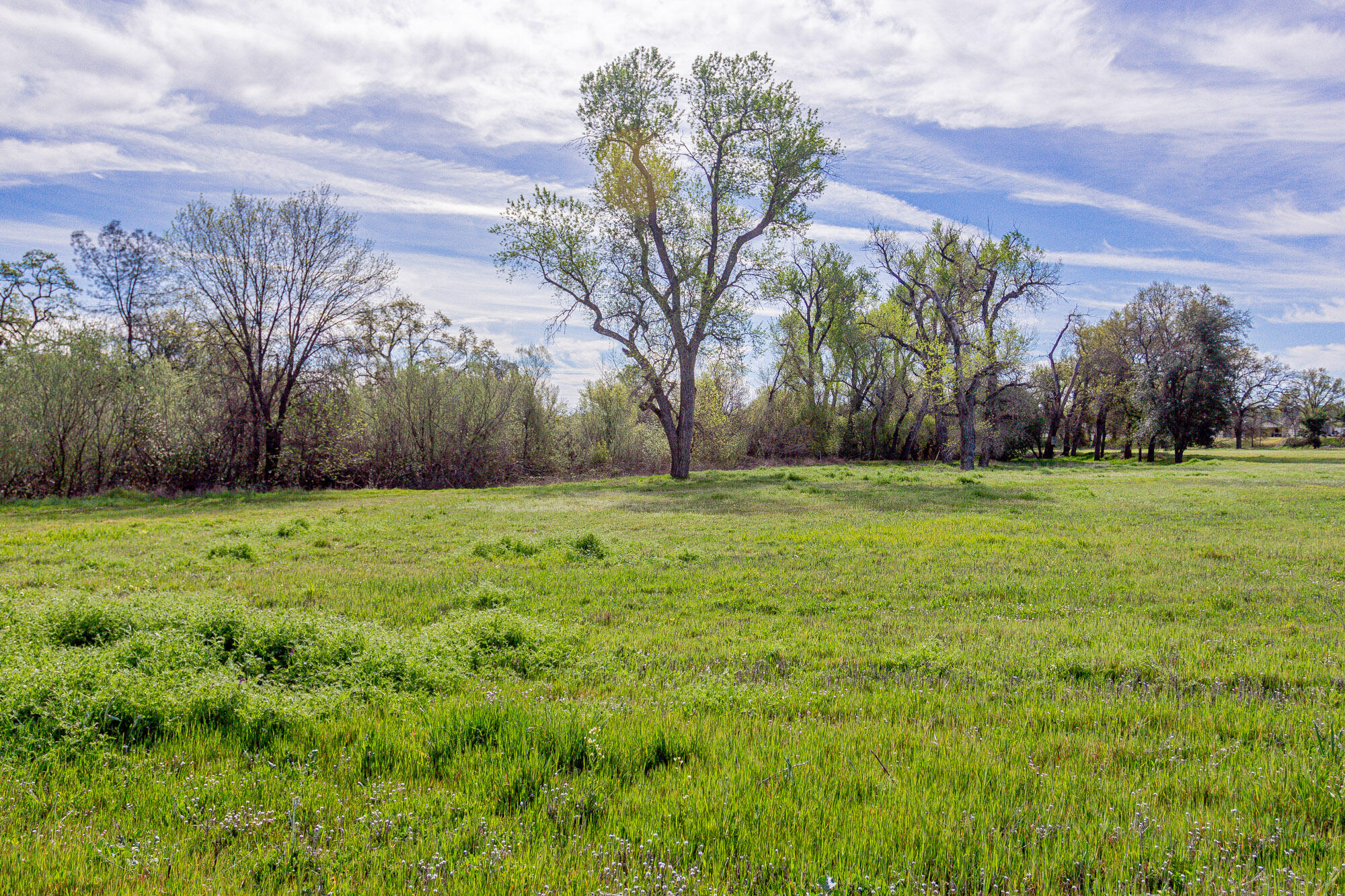 23848 Springwood Way Millville, CA 96062 - Photo 78 of 99 a view of a field with a tree in front of the house