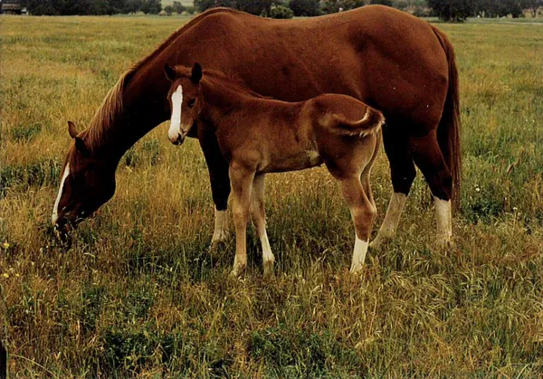 $1,200,000 | 23848 Springwood Way, Millville, CA 96062