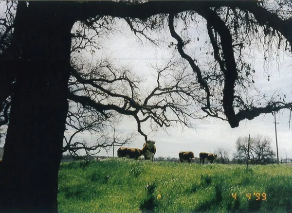 $1,200,000 | 23848 Springwood Way, Millville, CA 96062