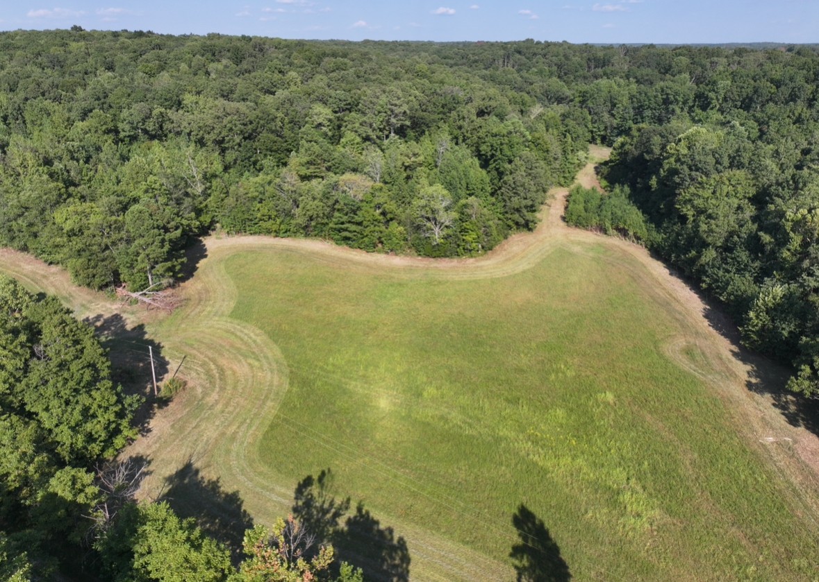 a view of a forest with a lake
