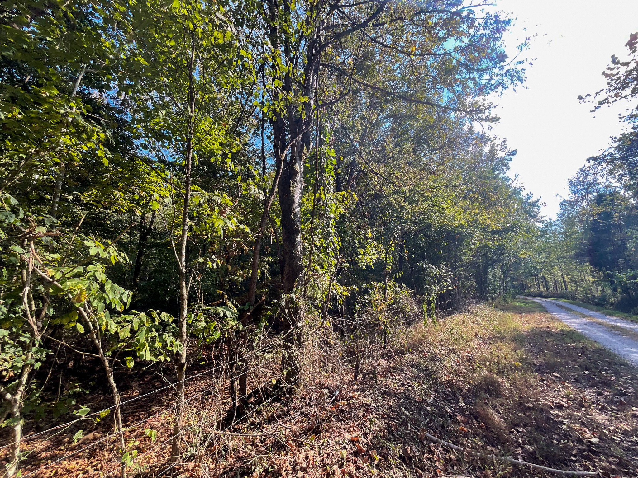 3 John Ross Hollow Road Erin, TN 37061 - Photo 12 of 25 a view of a yard