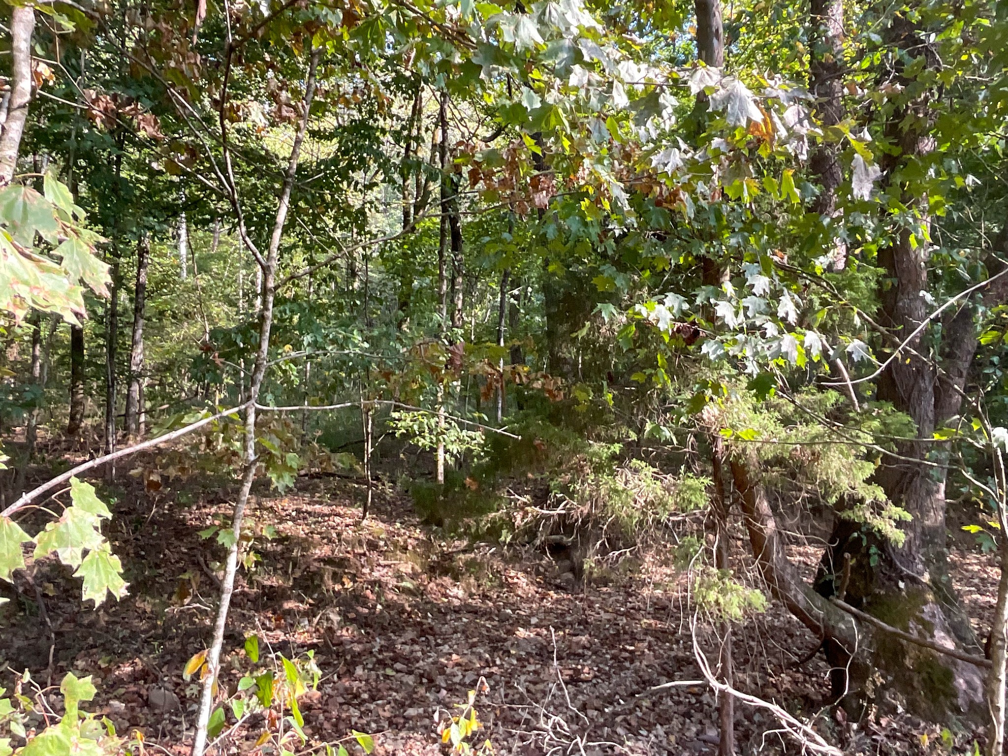 3 John Ross Hollow Road Erin, TN 37061 - Photo 13 of 25 a view of a forest