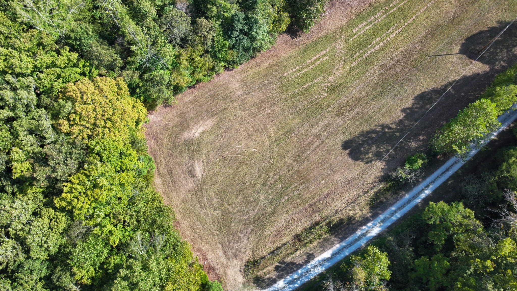 3 John Ross Hollow Road Erin, TN 37061 - Photo 19 of 25 a view of a plant in a garden