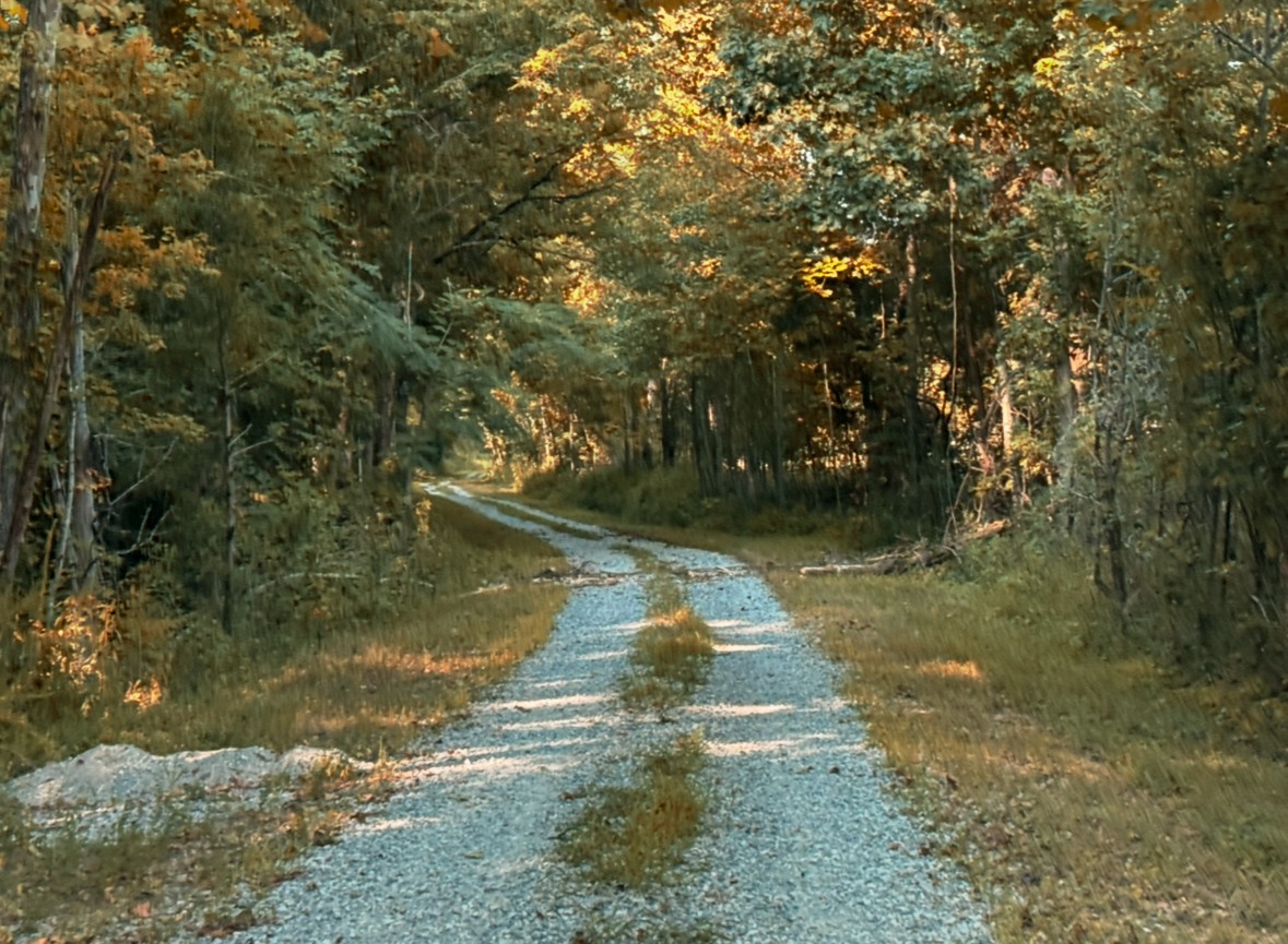 3 John Ross Hollow Road Erin, TN 37061 - Photo 25 of 25 a view of yard
