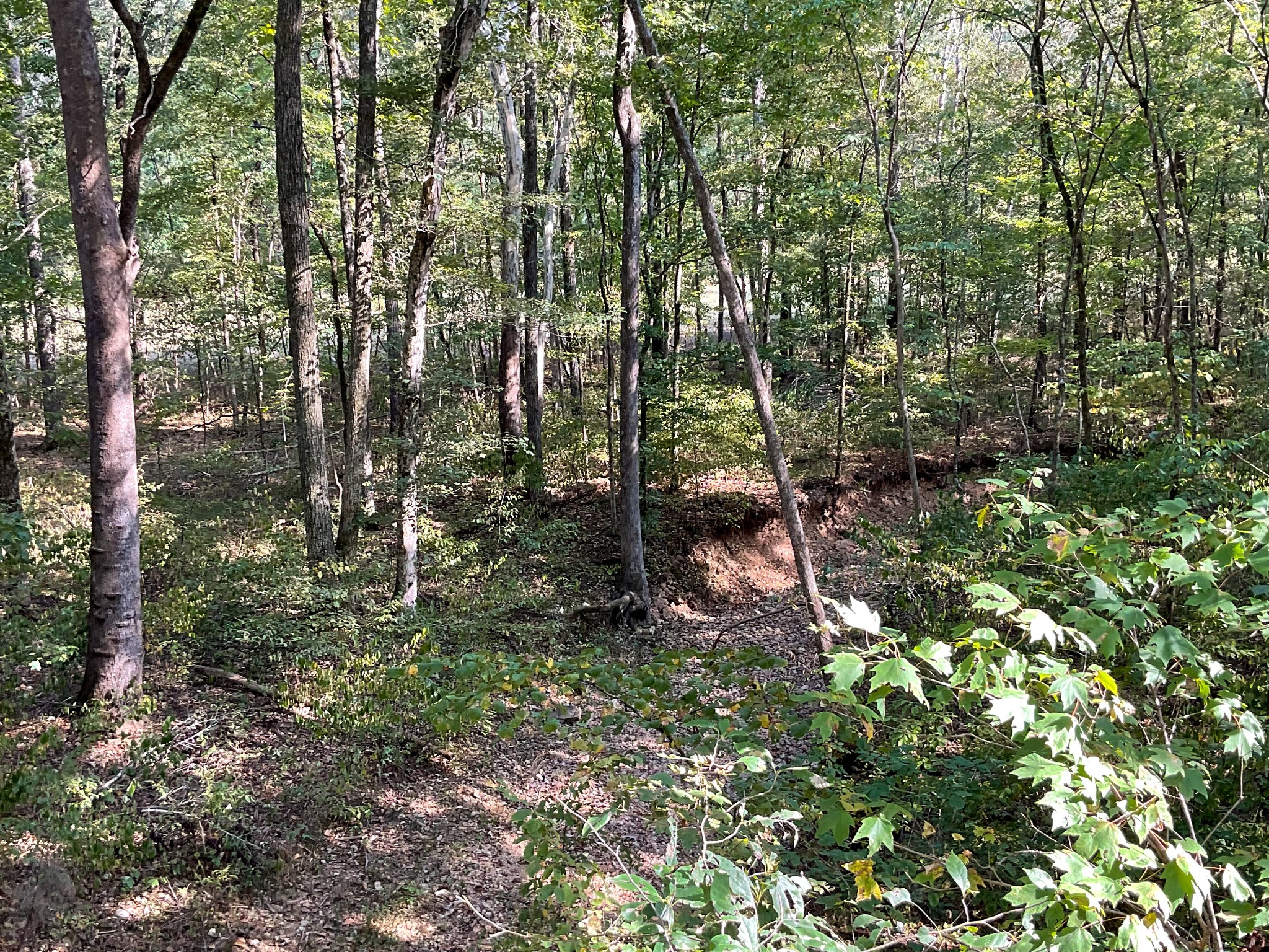 3 John Ross Hollow Road Erin, TN 37061 - Photo 7 of 25 a view of forest