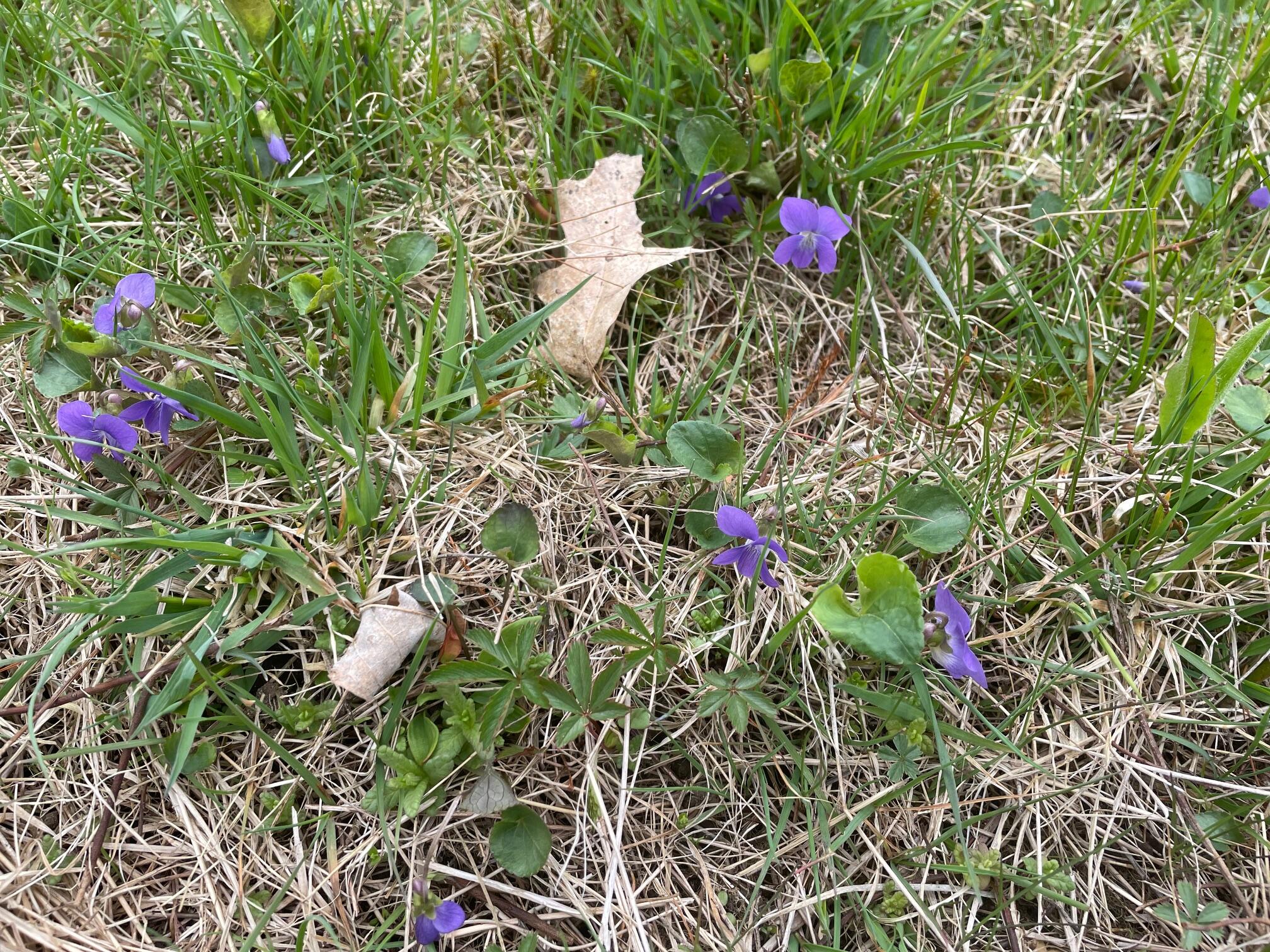 0 Standpipe Road Damariscotta, ME 04543 - Photo 13 of 16 IMG_3225