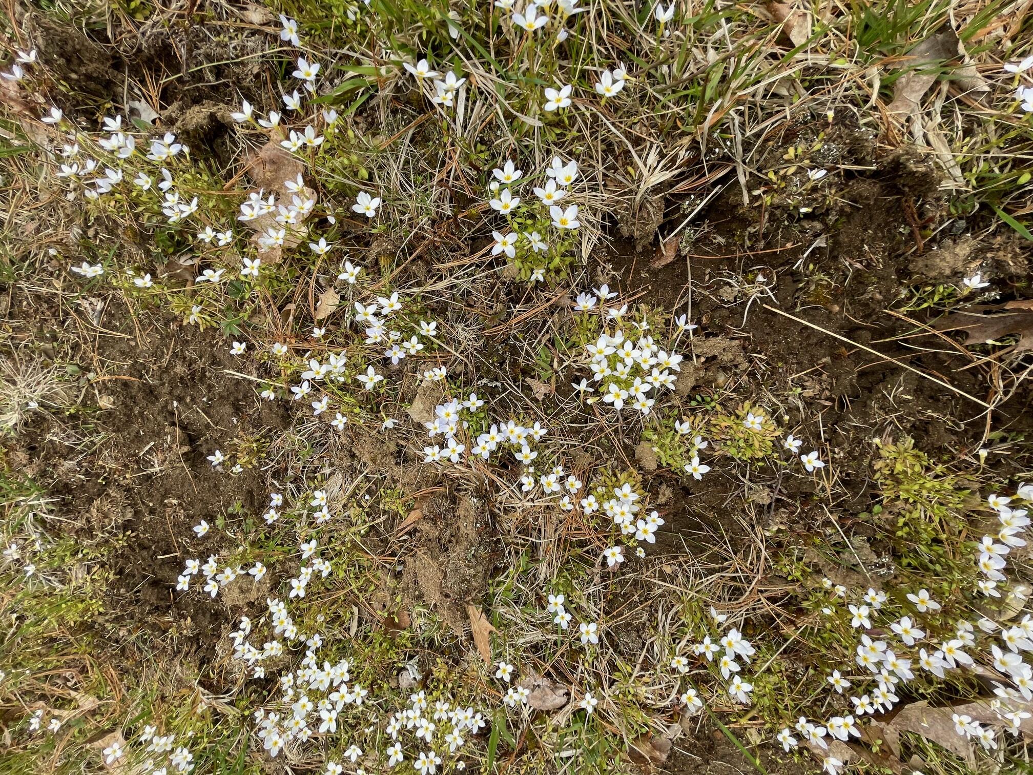 0 Standpipe Road Damariscotta, ME 04543 - Photo 14 of 16 IMG_3224