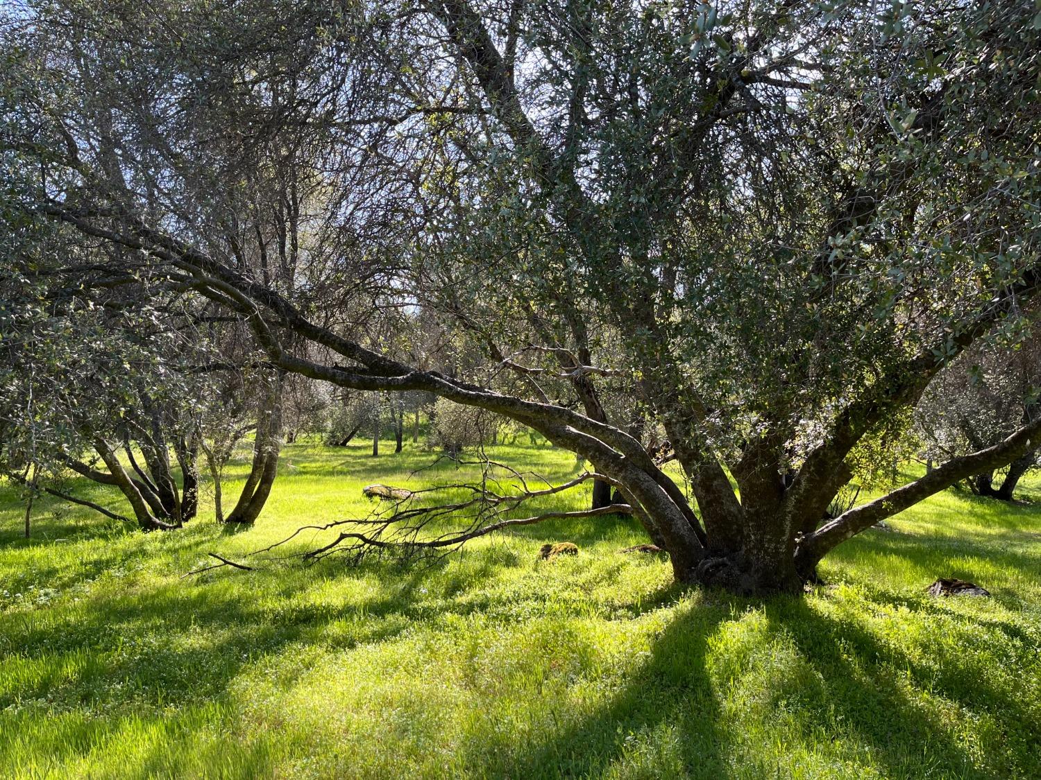 120 Sioux Road Coarsegold, CA 93614 - Photo 3 of 19 Gallery Image 3