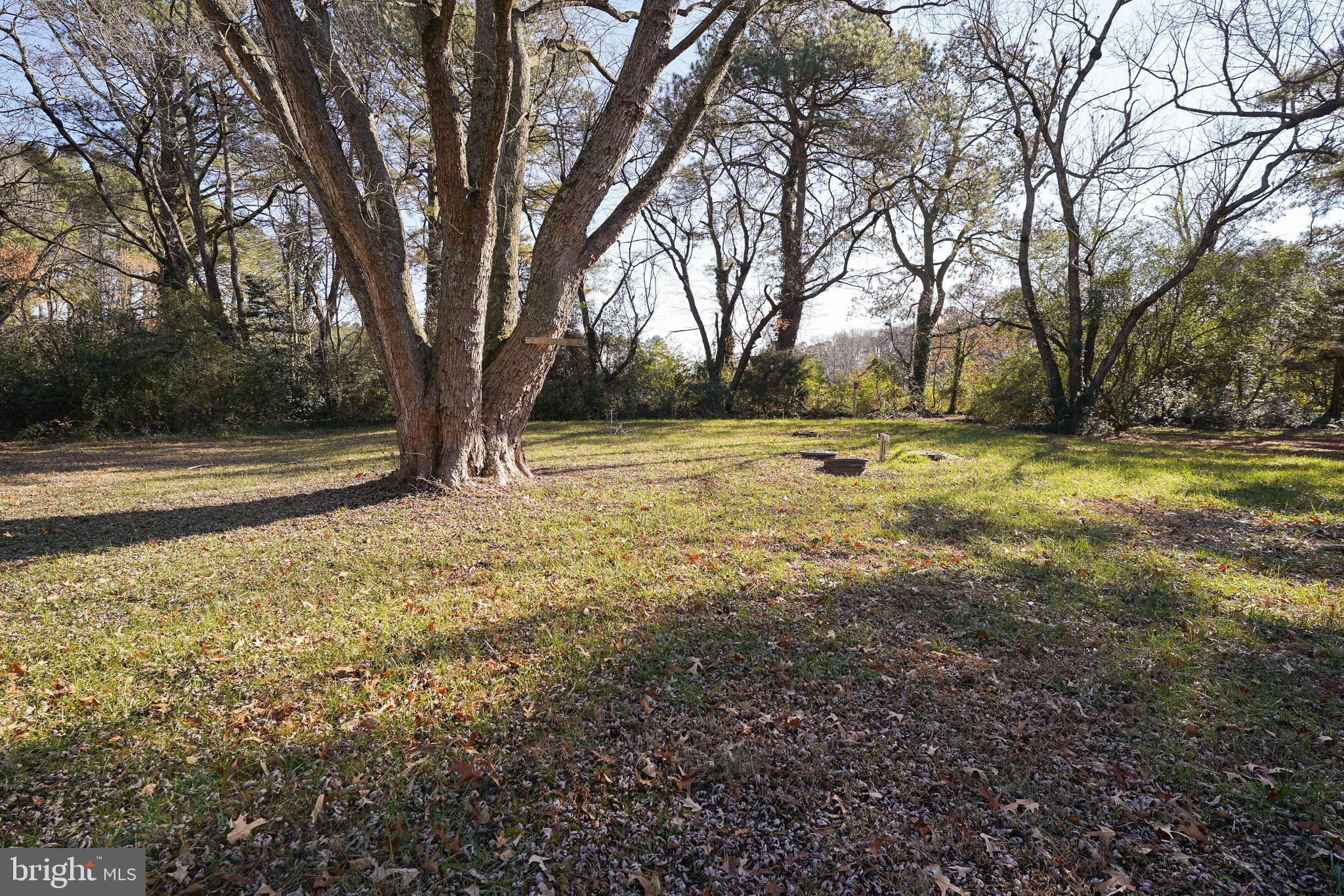 5643 Rip Wil Drive Salisbury, MD 21804 - Photo 5 of 34 a view of yard with trees