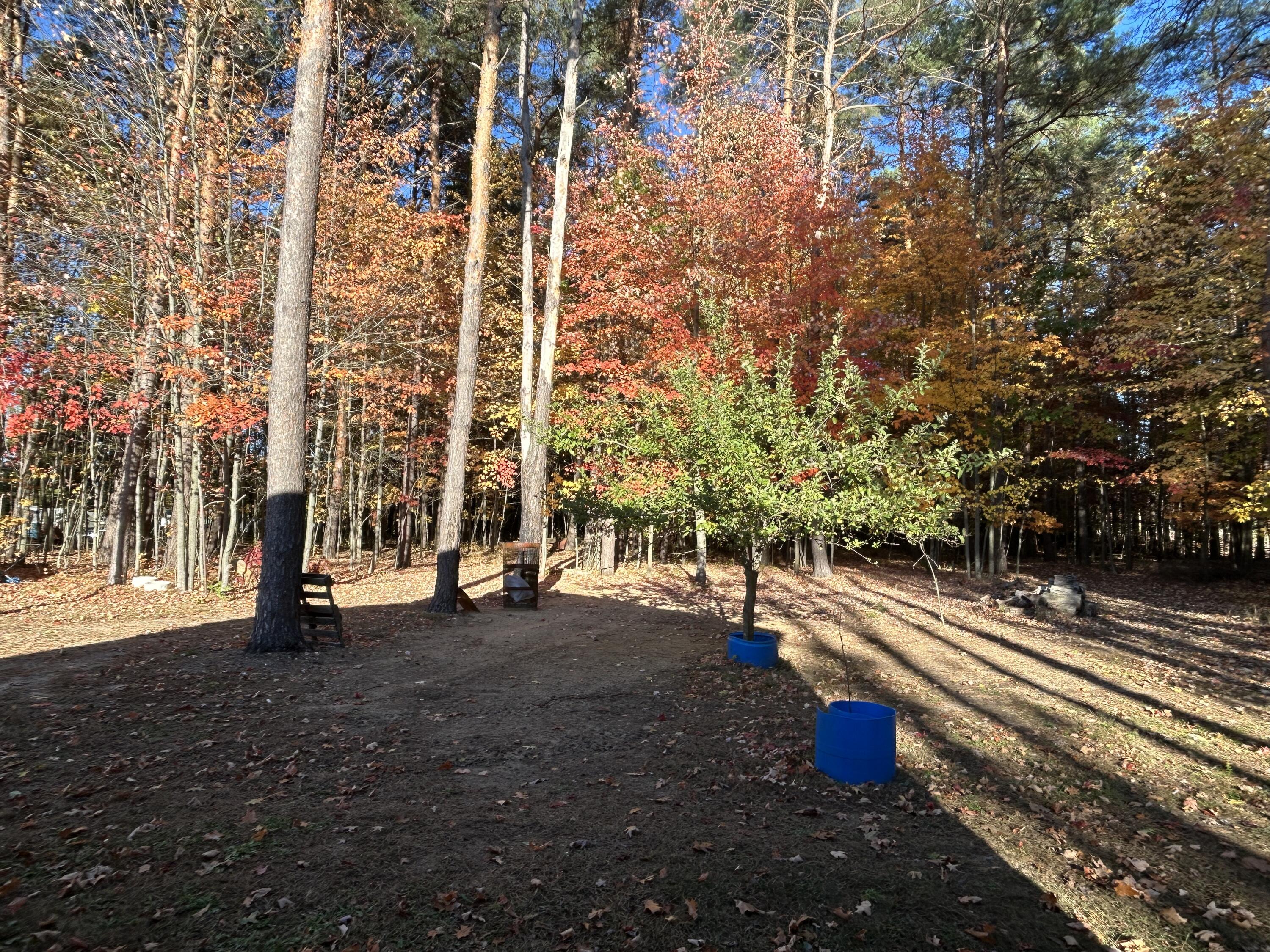 7340 Derry Road Vestaburg, MI 48891 - Photo 4 of 9 Woods