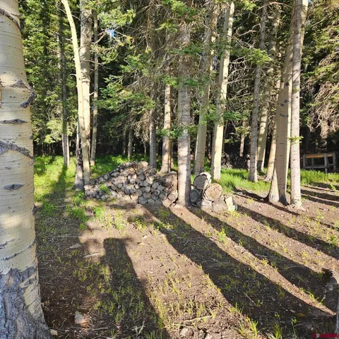 a view of a park with large trees
