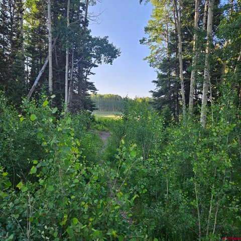 a view of a tree in a garden