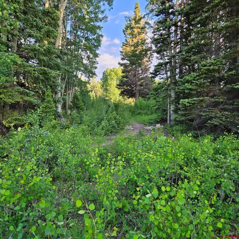 a view of a lush green forest