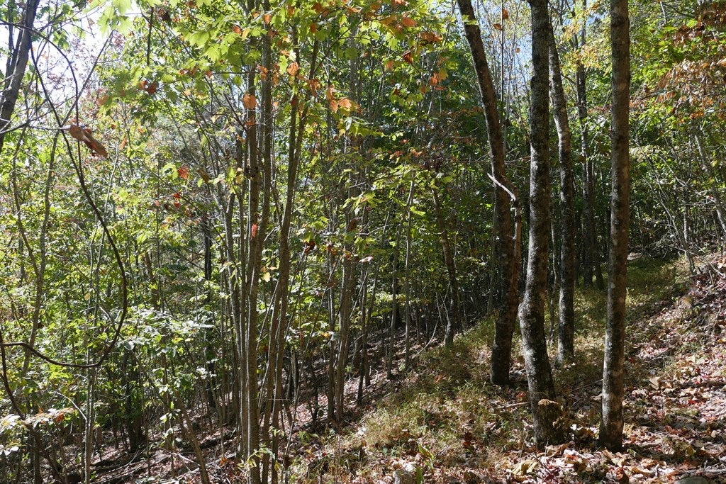 Tbd Hall Hollow Road, Unit 1 Austinville, VA 24312 - Photo 67 of 76 Gallery Image 67