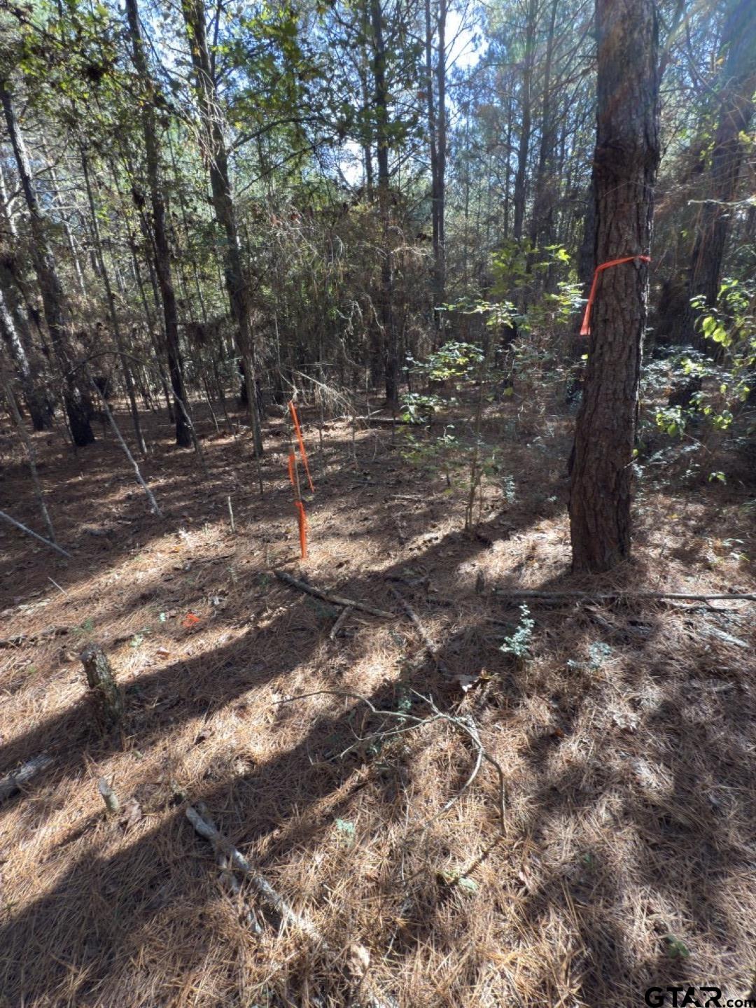 Tbd-b Boggy Road Waskom, TX 75692 - Photo 12 of 12 a view of a forest with trees