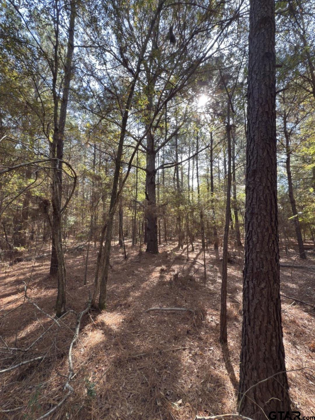 Tbd-b Boggy Road Waskom, TX 75692 - Photo 3 of 12 a view of a forest filled with trees