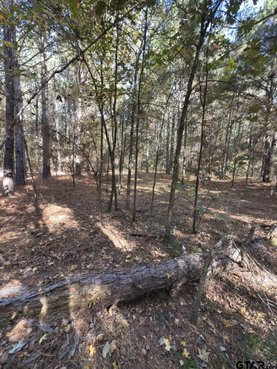 Tbd-b Boggy Road Waskom, TX 75692 - Photo 4 of 12 a view of yard with trees